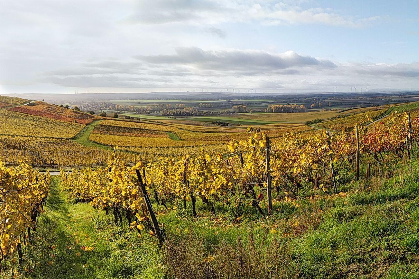 Panorama einer Weinlandschaft mit bunten Reben und sanften Hügeln unter einem bewölkten Himmel.